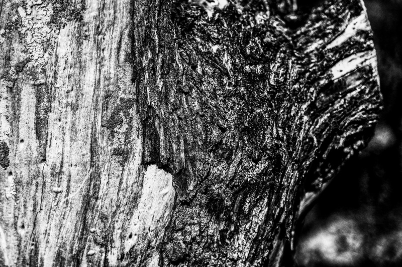 textured effect, bark, blanco y negro, trunk, wood - material, close-up, day, 4K, plant, outdoors, textured, rough, backgrounds, plant bark, tree trunk