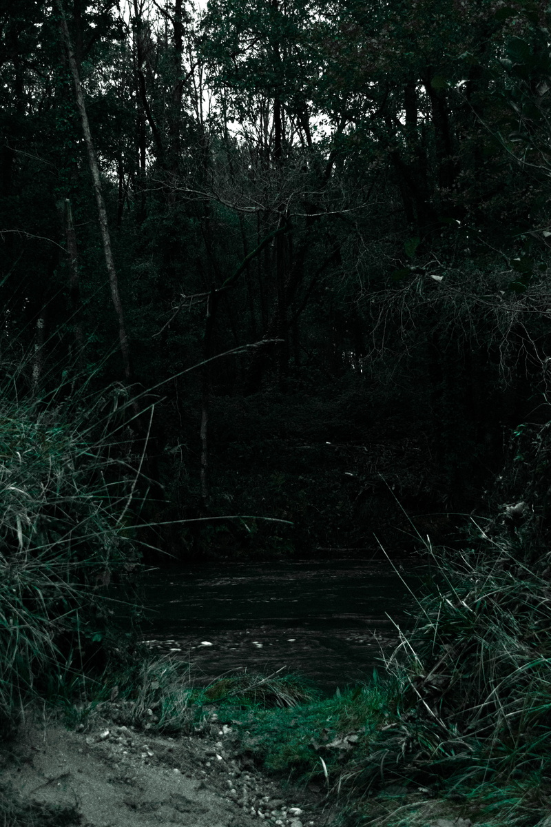 aventura, salvaje, no people, direction, into, autumn, woodland, outdoors, day, otoño, naturaleza, galicia, bosque, spooky, spain, 5K, misterio, dark