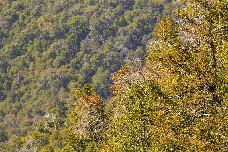 non-urban scene, forest, biodiversidad, andes, beauty in nature, growth, mountain, land, pine woodland, alto huemul, outdoors, high angle view, green color