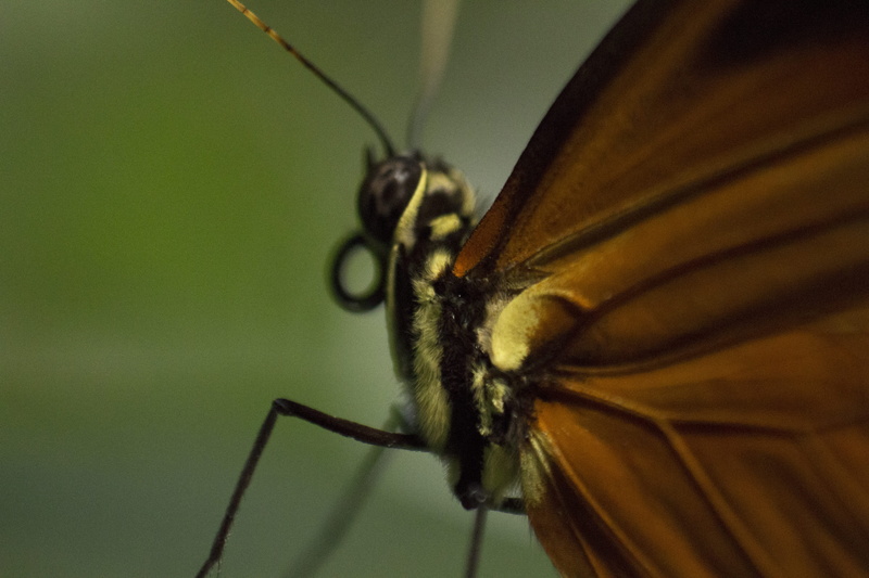 animals in the wild, no people, 5K, one animal, selective focus, animal leg, small, naturaleza, insect, orange, extreme close-up, magnification, animal wildlife