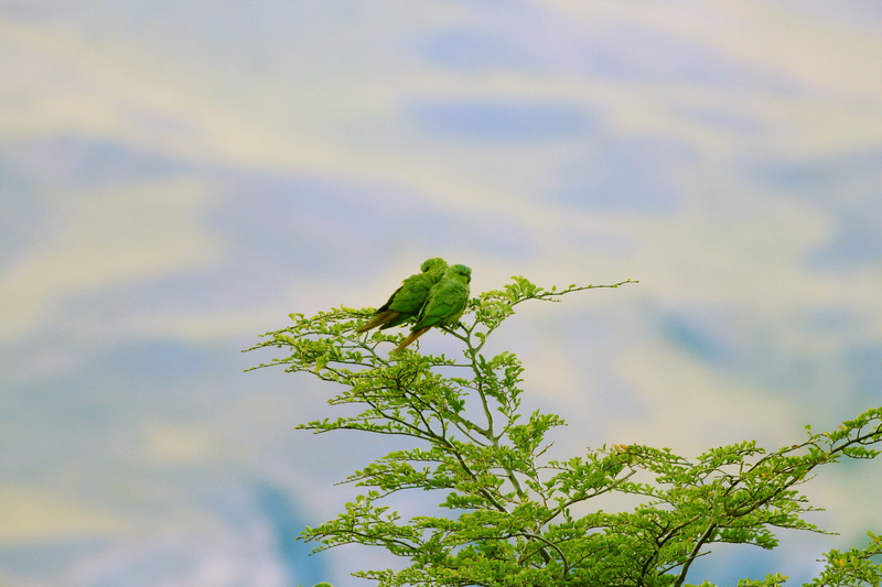 animals in the wild, leaf, parques nacionales, torres del paine, aves, biodiversidad, growth, focus on foreground, chile, beauty in nature, nature, cloud - sky