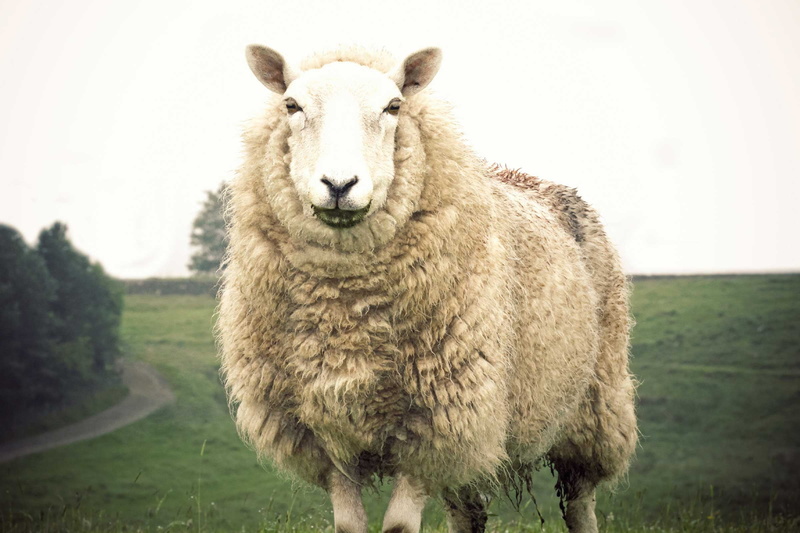 focus on foreground, herbivorous, land, lana, looking at camera, vertebrate, field, day, grass, pets, no people, animal, nature, domestico, 1080P, domestic animals