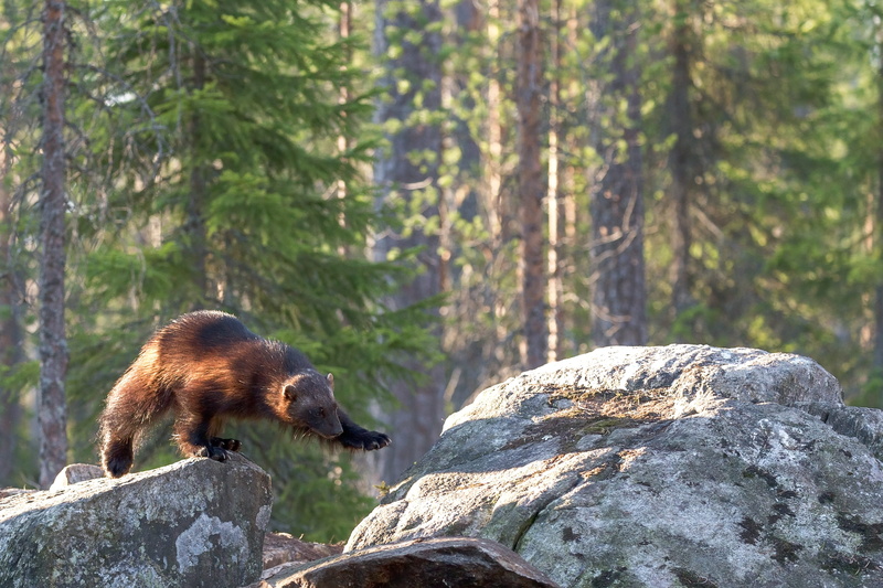 rock, wolverine, focus on foreground, bear, one animal, mammal, forest, animal, pine tree, woodland, wildlifephotography, finland, plant, solid, wildlife