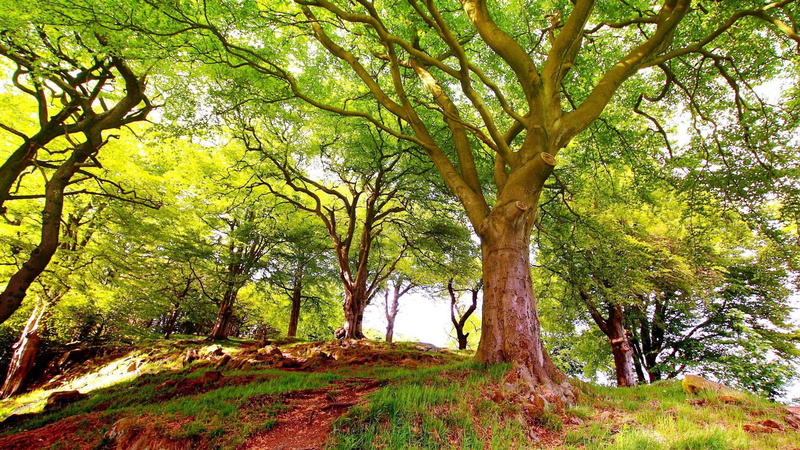 trees, 3d and abstract, forest, 1080P, green, nature