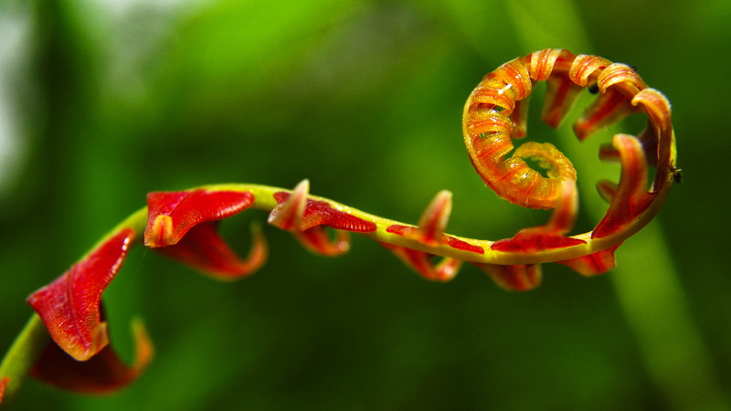 ensortijado, verdor, selective focus, no people, crecer, plant, growth, tranquility, day, efímero, brote, flower, food, fruit, abriendose, ecuador, outdoors