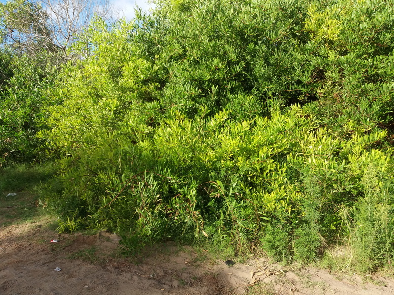growth, mar de las pampas, argentina, grass, no people, beauty in nature, bush, land, green color, freshness, sunlight, bosque, nature, tree, day, lush foliage