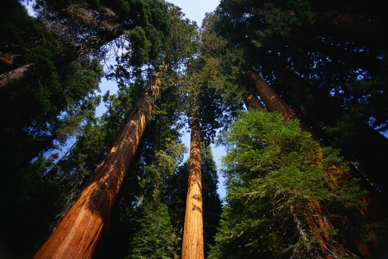 720P, bosque, naturaleza, grandes, arboles