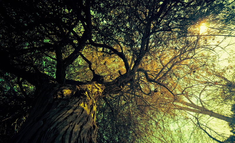 1080P, Nature, Autumn, Fall, Seasons, Bosque