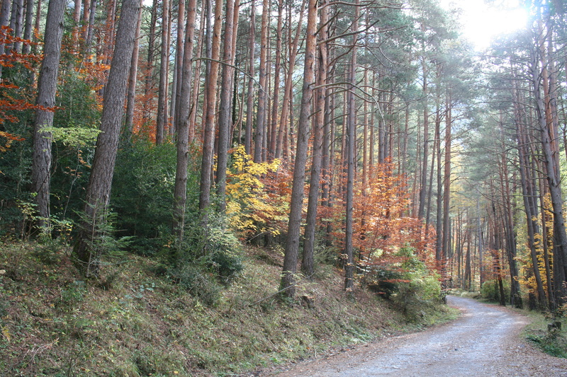 day, non-urban scene, montaña, no people, bosque, road, growth, españa, outdoors, sunlight, pine tree, canfranc, camino, tree trunk, tranquil scene, beauty in nature