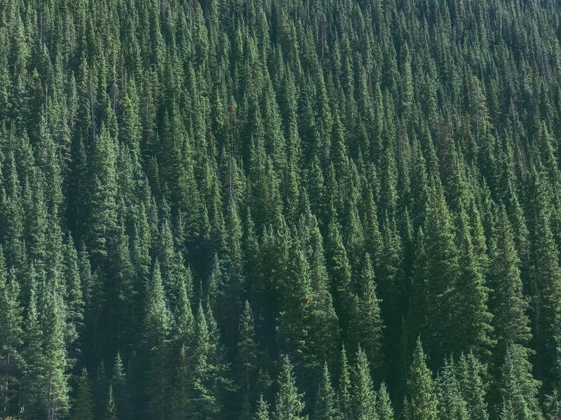 mountain, outdoors, árbole, environment, landscape, growth, woodland, naturaleza, aerial, land, pine tree, tranquil scene, plant, day, green color, evergreen tree