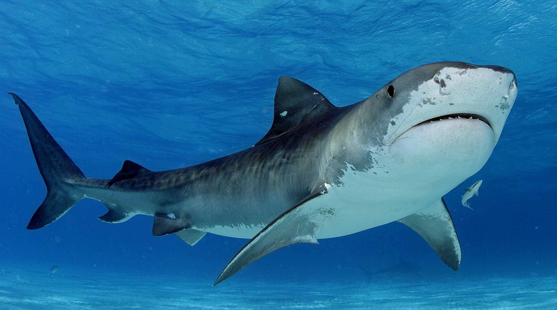 tiburon, animales, escualo, toro, acuaticos, 1080P