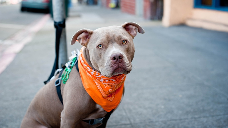 perro, animales, pitbull, naranja, 2K