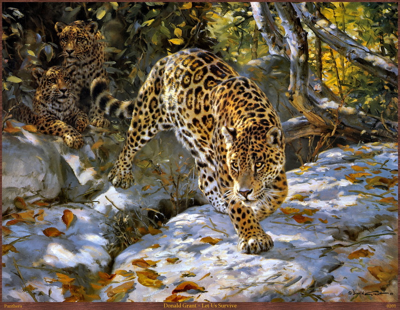1080P, felino, depredador, leopardo, animales