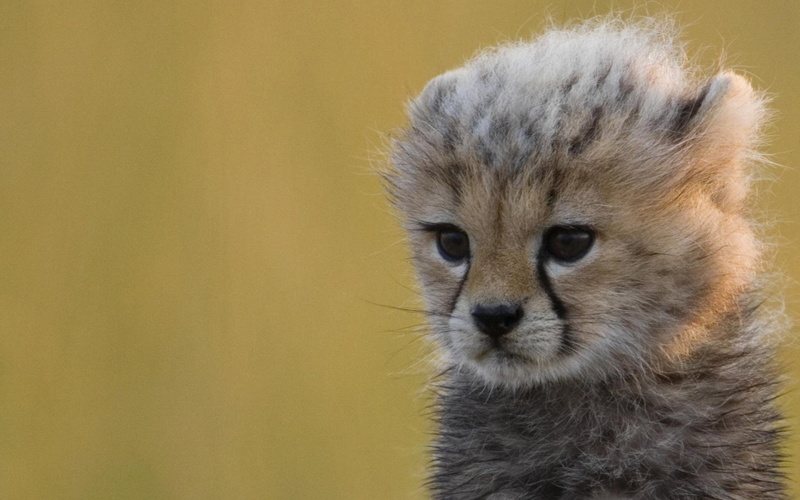 Guepardo, Felino, animal, De, looking away, mammal, close-up, animal head, no people, animals in the wild, animal body part, Animales, pets, cheetah, whisker
