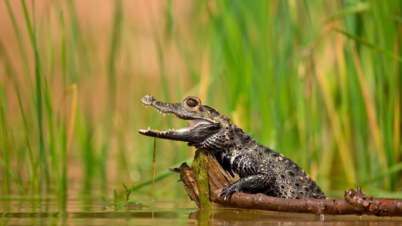 Cocodrilo, 1080P, Reptil, Animales, cria