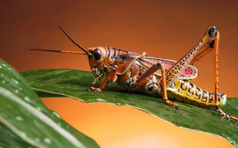 saltamontes, 1080P, animales, insecto, hoja