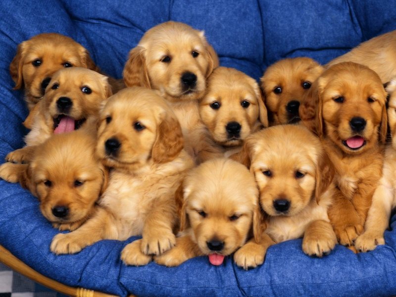 portrait, mammal, looking at camera, cachorros, cute, domestic animals, small, animal, togetherness, brown, animal family, no people, puppy, group of animals