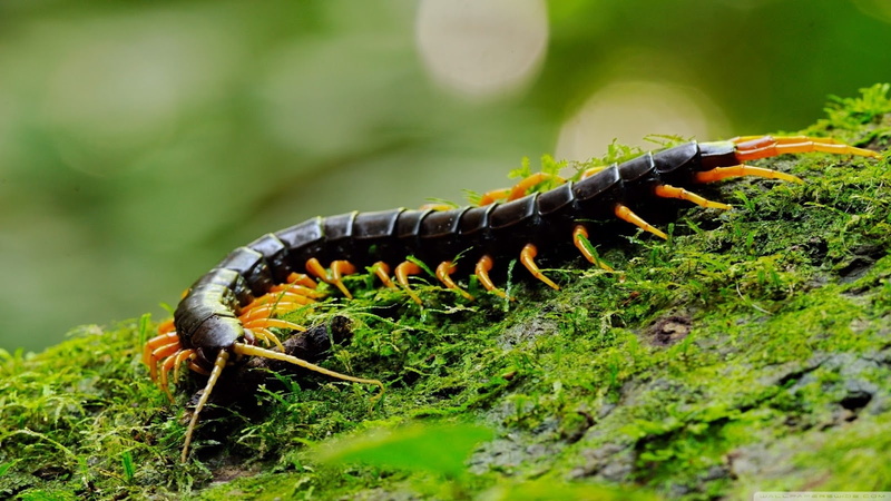 cienpies, animales, 720P, insecto