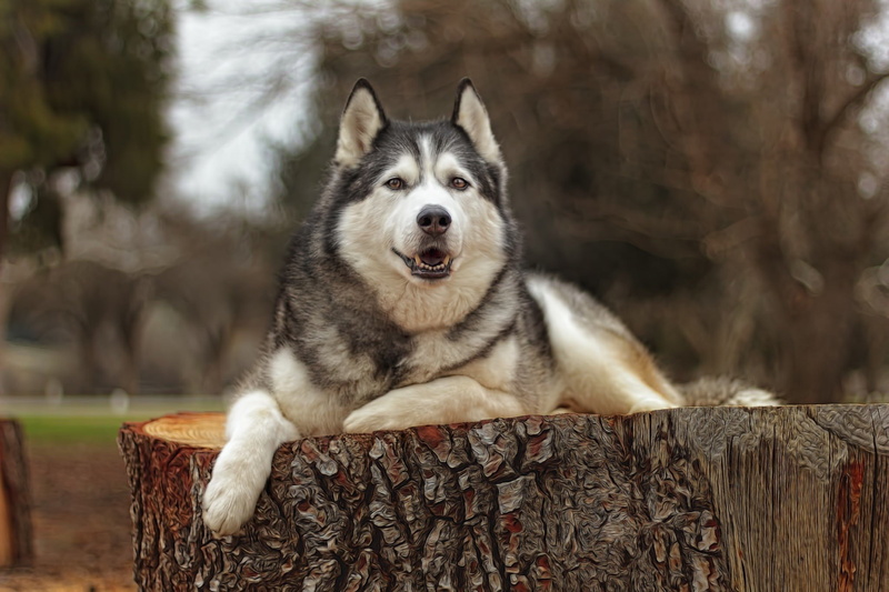 1080P, Animales, Perro, Siberiano, Husky