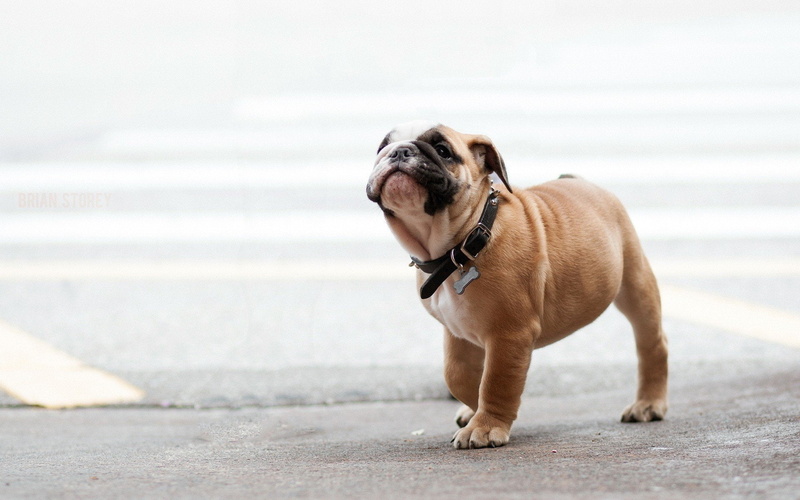 no people, small, vertebrate, Perro, mammal, animal themes, dog, domestic, day, looking, one animal, canine, Playa, domestic animals, water, bulldog, pug