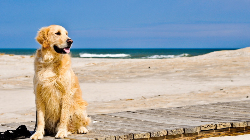 labrador, animales, playa, perro, 2K