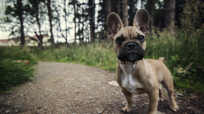 1080P, Perro, Bulldogs, Animales