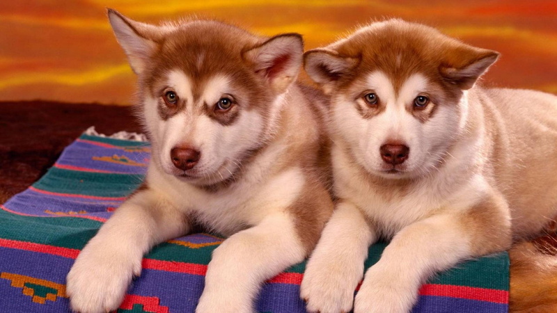animales, perros, siberianos, cachorros, hucheys, 1080P