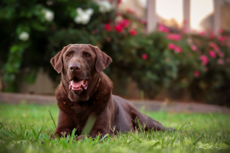 Perro, Cazador, Sete, 1080P, Animales
