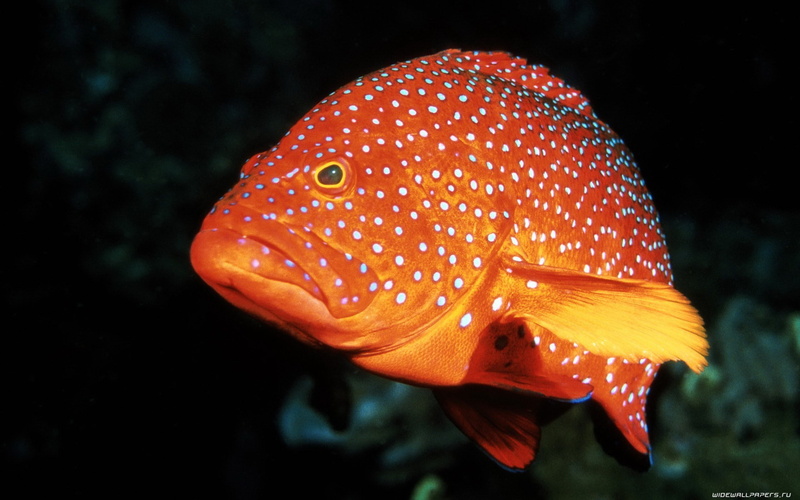 marinos, sea life, sea, 1080P, animales, orange color, nature, swimming, animal themes, water, animal wildlife, black background, close-up, mero, vertebrate
