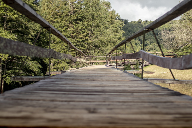 direction, trail, pier, bridge, wood, plant, built structure, long, building, dock, surface level, 5K, boardwalk, architecture, banister, land, neltume