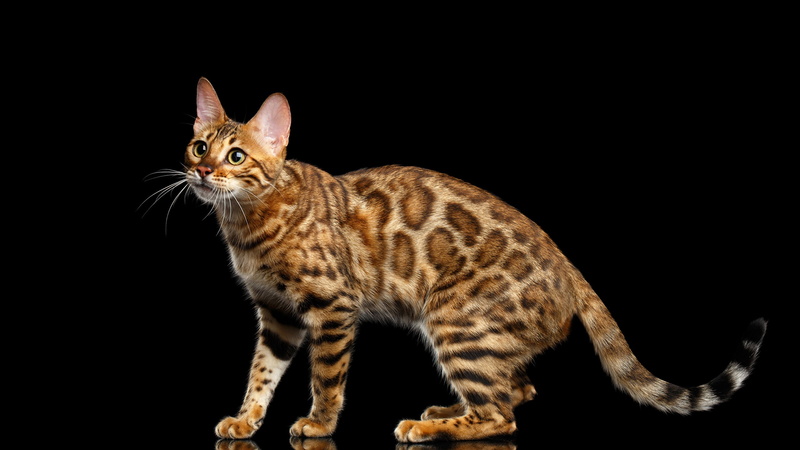 2K, felino, gato, leopardo, animales