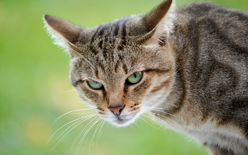 2K, felino, animales, cabeza, gato
