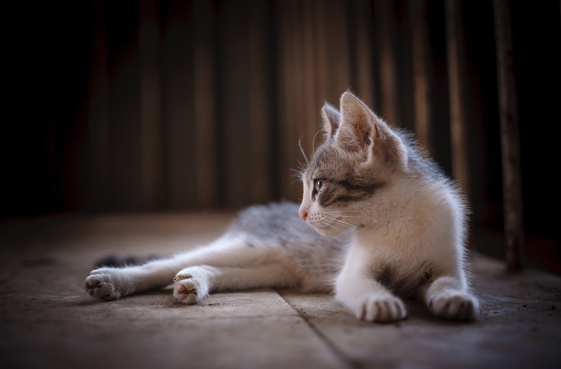felino, whisker, pets, focus on foreground, animal themes, selective focus, mammal, no people, 1080P, relaxation, domestic, gato, animal, domestic cat
