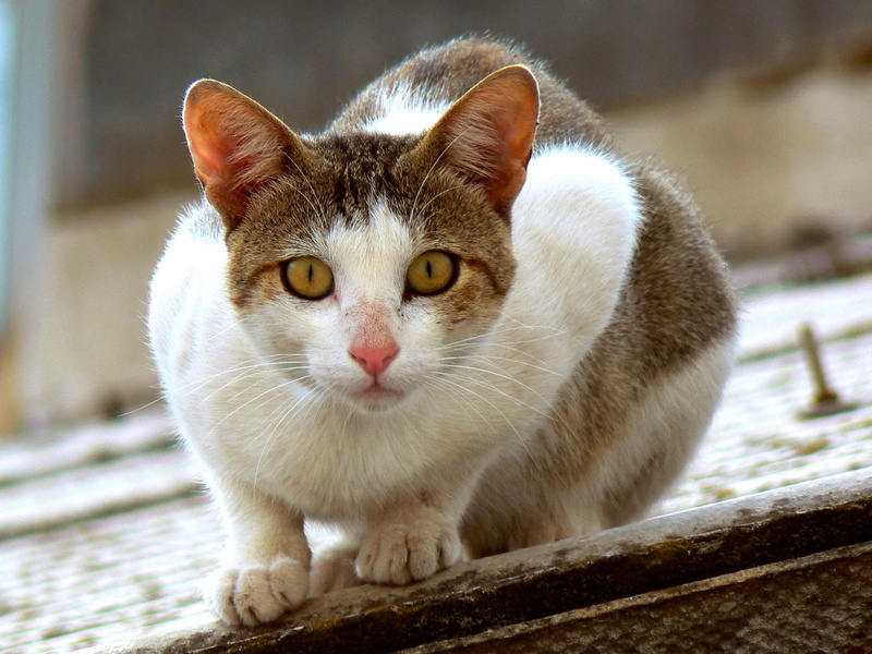 720P, tejado, felino, gato, animales