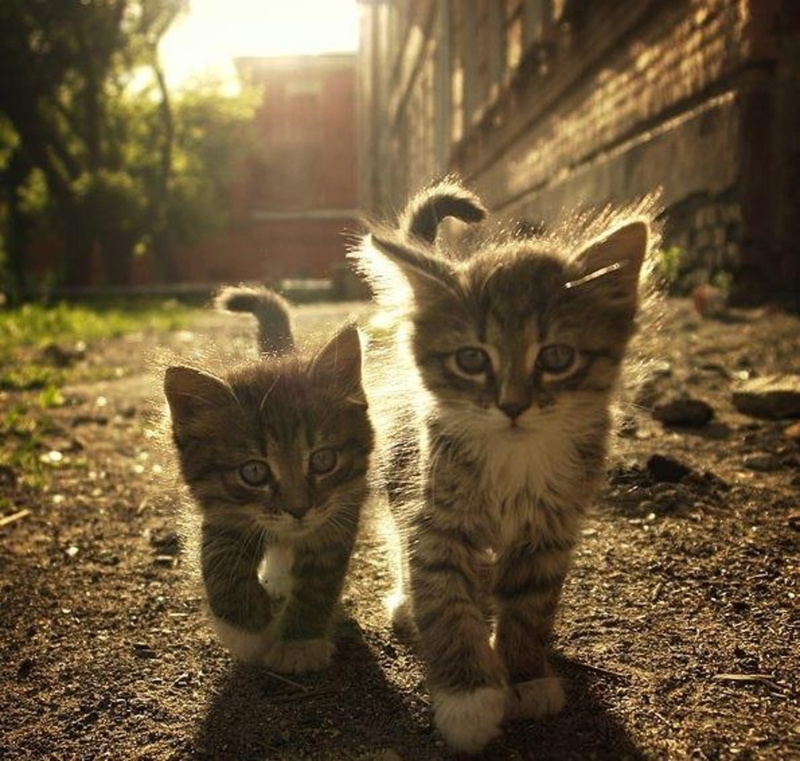 animales, gato, cachorros, 1080P, baby