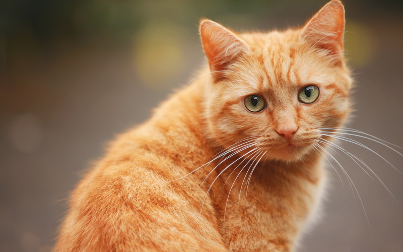 vertebrate, animal, animal head, ginger cat, domestic, mammal, pets, orange color, tabby, rojo, close-up, mouth open, cat, one animal, domestic cat, animal body part
