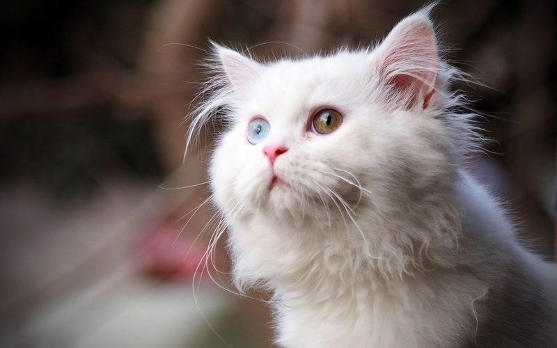 gato, animales, blanco, felino, 1080P