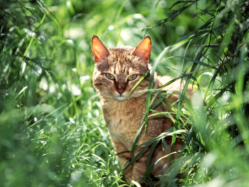 720P, animales, felino, naturaleza, gato
