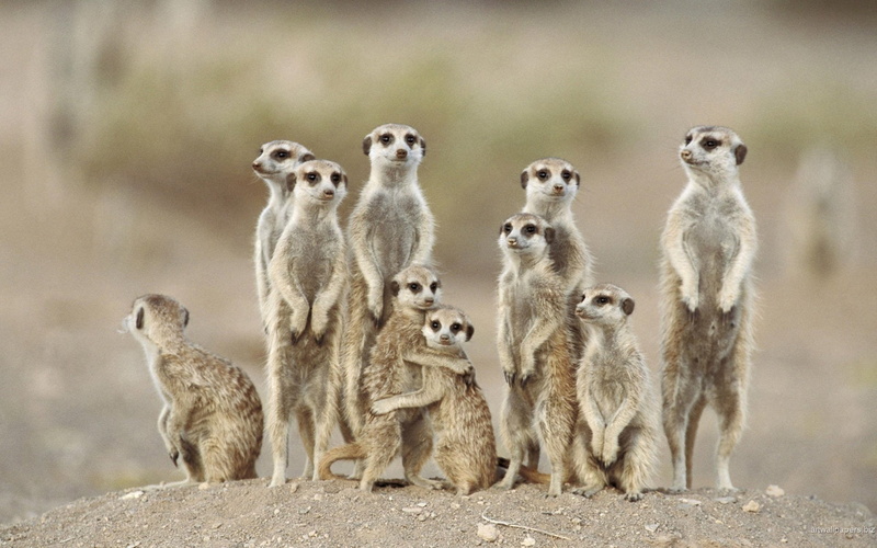 Manada, Familia, 1080P, Suricatos, Animales