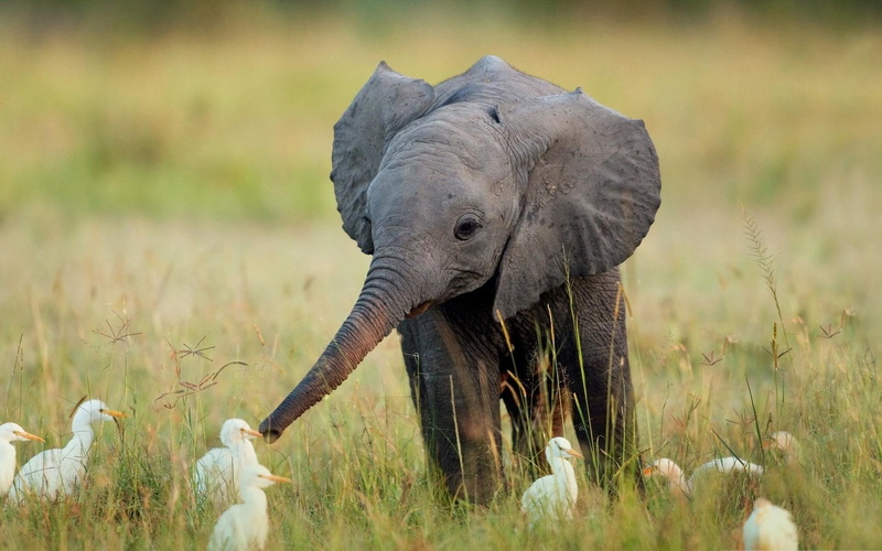 Animales, pequelo, Elefante, 1080P, Aves