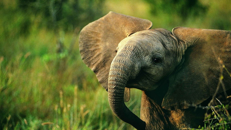 baby, animales, elefante, cria, 2K