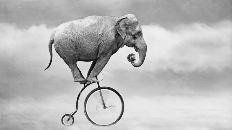 1080P, humor, Elefante, Bicicleta, abstracto