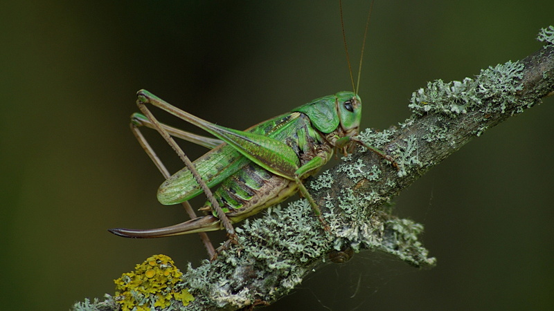 grillo, insecto, verde, animales, 2K