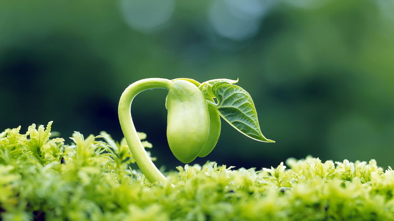 verdes, brotes, nature, 1080P