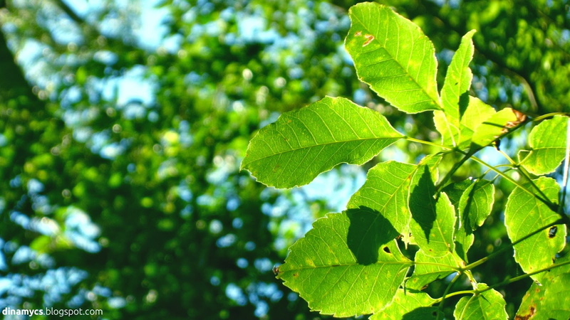 verdes, 720P, naturaleza, arbol, hojas