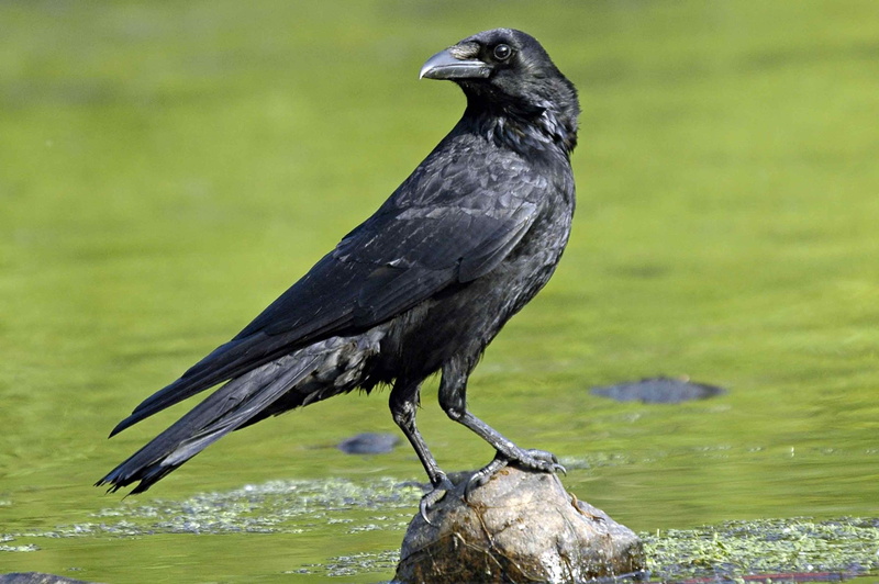 bird, focus on foreground, vertebrate, animal, full length, animals in the wild, perching, Negro, one animal, day, nature, water, cuervo, outdoors, Ave