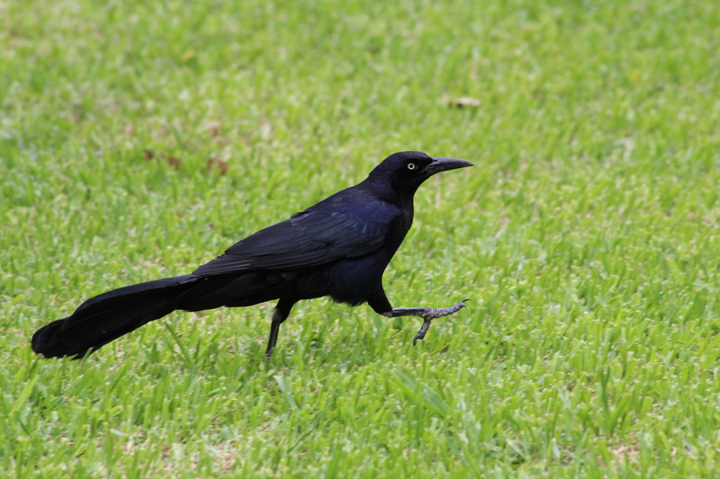 bird, no people, field, pajaro, land, day, cuervo, blackbird, 5K, green color, outdoors, one animal, animal, vertebrate, side view, animal themes, plant