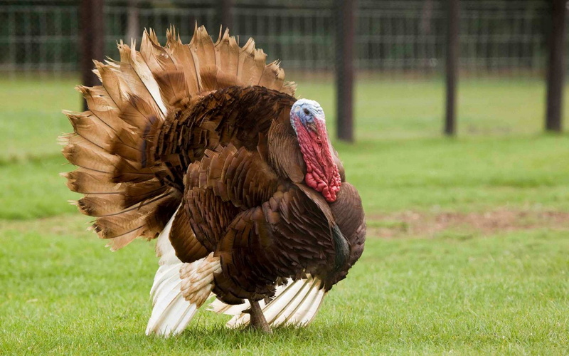 plant, livestock, day, chicken, nature, Ave, outdoors, no people, mammal, one animal, animal, turkey - bird, field, domestic animals, pets, Animales, animal themes