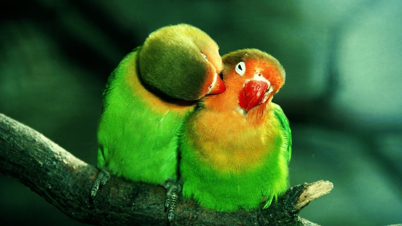 Aves, Animales, periquitos, 1080P