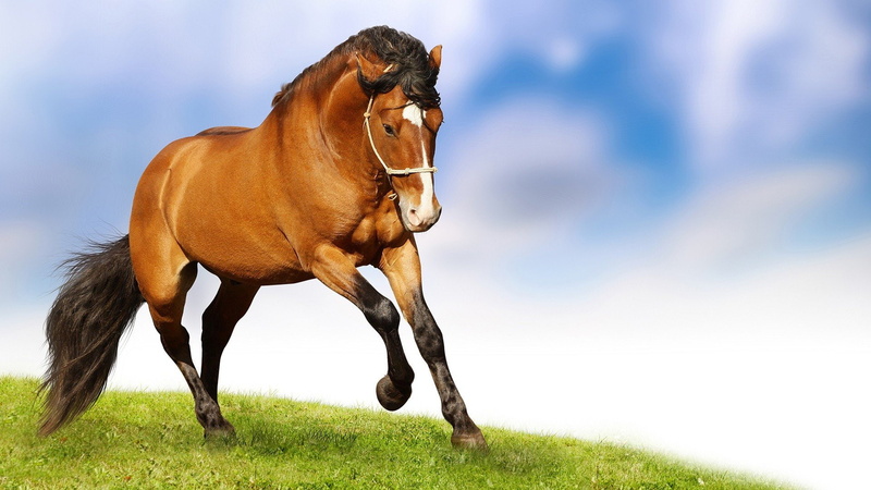 land, mammal, sky, horse, cloud - sky, grass, domestic, livestock, carrera, running, domestic animals, herbivorous, field, animal themes, one animal, outdoors